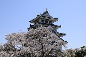 Naklejka premium 一夜城 墨俣城 満開の桜と墨俣城 春の墨俣城