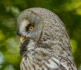 great grey owl (strix) portrait looking wisely