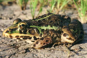 Hoplobatrachus Tigerinus. Indian bull frog. A large frog commonly found in paddy fields and near...