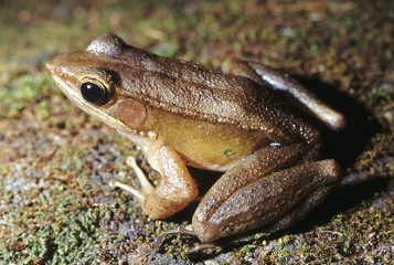 Rana Temporalis. Bronze frog. A typical forest dweller. This frog is usually found near perennial streams.