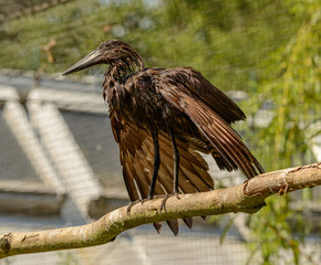 black brown water bird wet drying on a branch