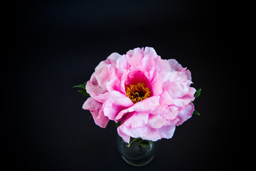 Pink Peony flower ,Paeonia suffruticosa, isolated on black