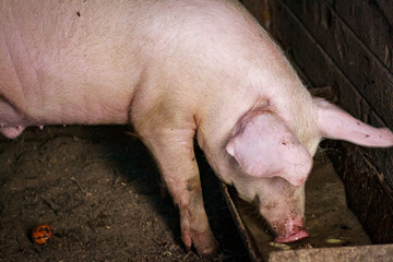 A large pig's head close-up on a pig farm