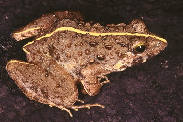 Rana Limnocharis group. Cricket frogs. Small frogs which have calls similar to that of crickets.