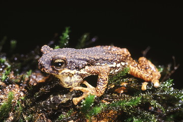Pedostibes sp. Malabar Tree toad. A tree-dwelling forest toad found in the Western Ghats.