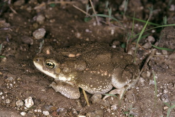 Bufo sp. The absence of black cornified ridges on the head differentiates this species from the common toad.