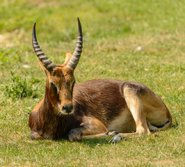 antelope laying on the grass