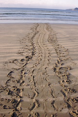 The distinct broad tracks made by the Giant Leatherback Turtle have earned it the nickname 'Tractor Kachua' (Tractor Turtle) in the Andaman Islands.