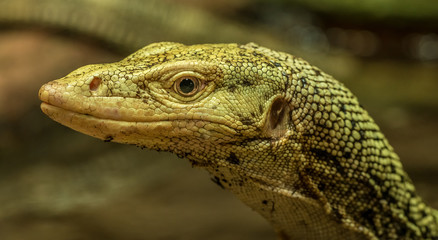 detailed monitor lizard portrait in the zoo
