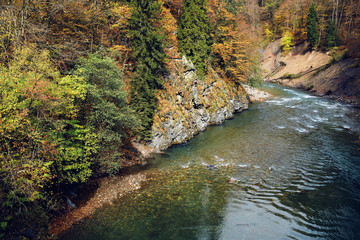 river in the forest