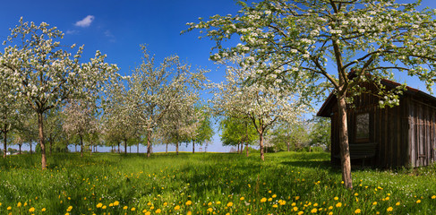 Blühende Obstbäume auf Löwenzahnwiese, Streuobstwiese, Bayern, Deutschland, Panorama