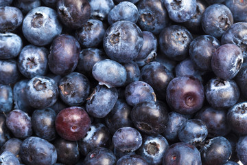 Blueberries isolated on white background.
