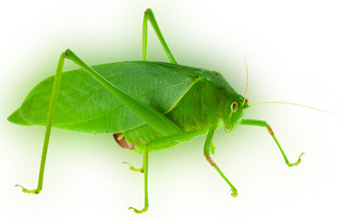 grasshopper on white background