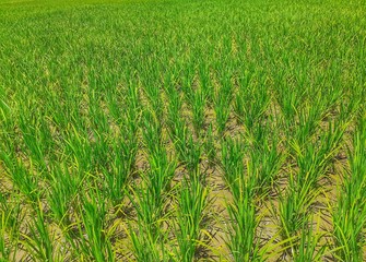 Green rice plants in the field. Rice cultivation in Assam, India. Unripe rice plant background