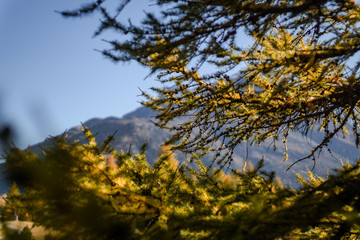 Fototapeta na wymiar Autumn and nature on the shores of Lake Sankt Moritz, among the Swiss Alps - October 2019.