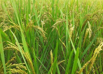 Obraz premium Rice plants in the field. Rice cultivation in Assam, India. Unripe rice plant background