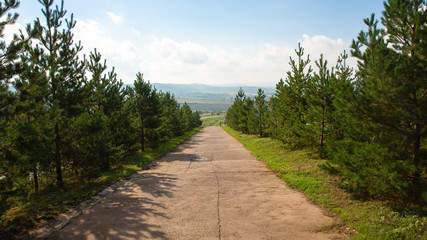 road through the forest. concrete road through landing