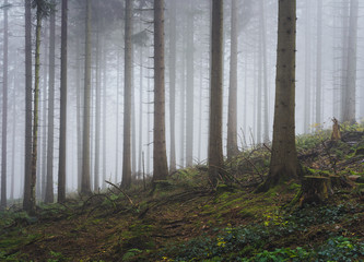 Nebel im Teutoburger Wald, Winterstimmung, Bielefeld, Deutschland