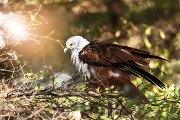 The brahminy kite (Haliastur indus)