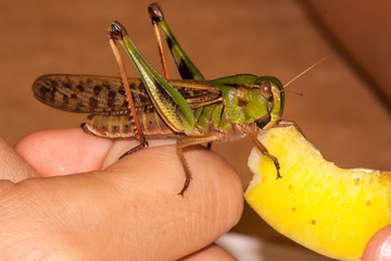 Baby grasshopper in a child's hand