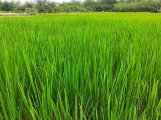 Green rice plants in the field. Rice cultivation in Assam, India. Unripe rice plant background