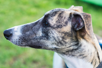 A dog of the whippet breed in a park on nature against a trees background in a summer sunny day....