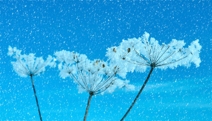 Crystal snow-flowers against the blue sky.