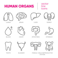 Set of 12 vector line icons, sign and symbols in flat design medicine and health with elements for mobile concepts and web apps. Collection of internal organs infographic logo and pictogram.