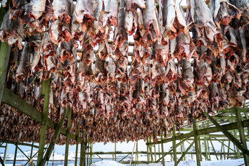 Fish drying in Lofoten, Norway