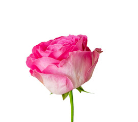 Beautiful single full bloom pink rose , Isolated on white background