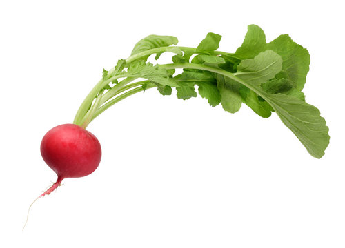 246 621 Best White Radish Images Stock Photos Vectors Adobe Stock