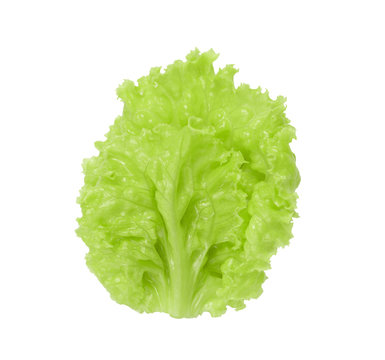 Fresh and wet green lettuce from organic farm isolated on a white background.