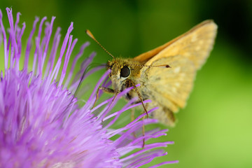 butterfly on a flower in the summer forest