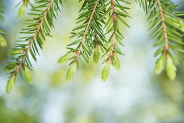 fir-tree with new shoots background