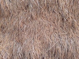 Harvested rice plants with seeds background. Closeup image of ripe rice paddy after the harvest.