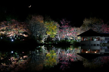 ライトアップされた秋の夜の日本庭園
