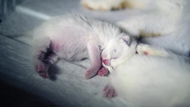 Little white 10-day-old cats sleep on an absorbent diaper in cardboard box. Cute kittens snuffle and shudder, they burp after a heavy meal.