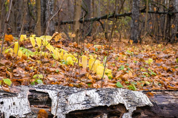 Rotting trunk of a fallen birch against the background of yellow-orange leaves.