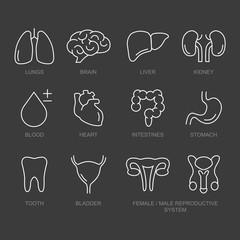 Set of 12 vector line icons, sign and symbols in flat design medicine and health with elements for mobile concepts and web apps. Collection of internal organs infographic logo and pictogram.