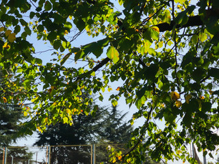 Sunlight through tree branches. Autumn sun rays make their way through the leaves of the tree. Close-up shot