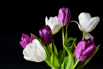 A bouquet of tulips on a black background