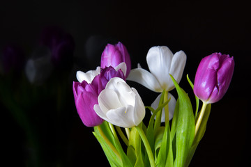 A bouquet of tulips on a black background