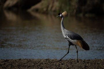 Grey crowned crane walks along river bank