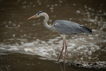 Grey heron crouches on waterfall in profile