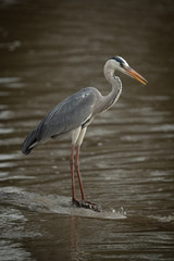 Grey heron on rock fishing in river