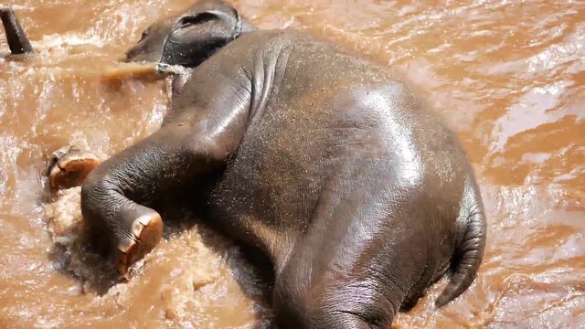 Closeup of a baby elephant enjoys playing water and taking a bath in a river with help from her mahout