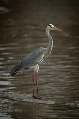 Grey heron stands on rock in river