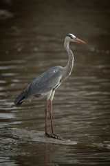 Fototapeta premium Grey heron stands on rock in river