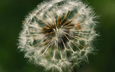 Rolgordijnen close up of dandelion © Thanh