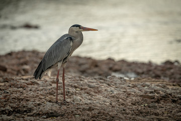 Grey heron stands staring on shingle riverbank